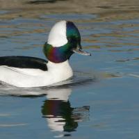 Bufflehead