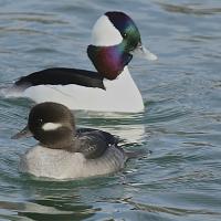 Bufflehead ducks, male and female