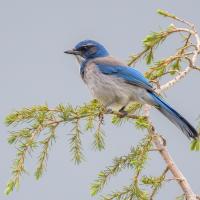 California Scrub Jay