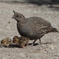 A female California Quail with three small chicks