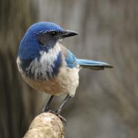 California Scrub Jay