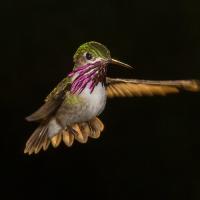 Calliope Hummingbird