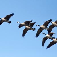 Canada Geese in flight