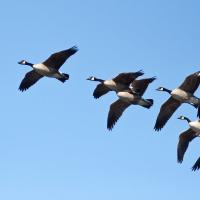 Canada Geese in flight