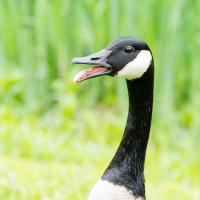 A Canada Goose, beak open, stands in profile against a grassy background