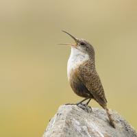 A Canyon Wren singing, perched on a rock. The Canyon Wren is seen in left profile, head tilted back with its long slender black open. The body is brown with darker brown spots/stripes, and its breast and throat are white.