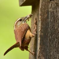 Carolina Wren perched at opening of nest box, returning with food for new hatchlings