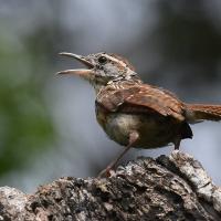 A small brown bird with a white "eyebrow" streak and its beak open stands on a stump.