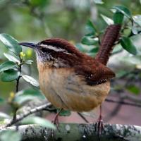 Carolina Wren facing forward, its head turned to its right and displaying horizontal white stripe above its eye