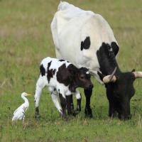 Cattle Egret with grazing cow and calf