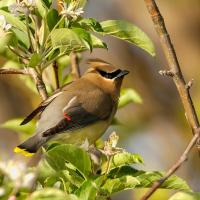 A Cedar Waxwing at The Magic Hedge