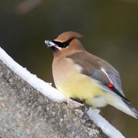 Cedar Waxwing in the snow