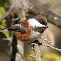 Chestnut-backed Chickadee perched on a branch in sunshine