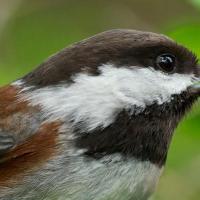 Chestnut-backed Chickadee calling