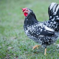 A black-and-white feathered chicken struts across grass toward the viewers' left.