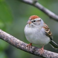 Chipping Sparrow