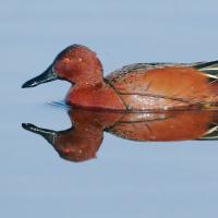 Cinnamon Teal