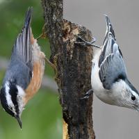 Red-breasted Nuthatch and White-breasted Nuthatch