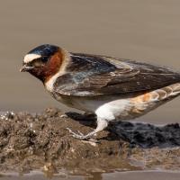 Cliff Swallow at a mud puddle