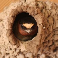 An adult Cliff Swallow peers out the opening of its nest, created by carefully placed daubs of mud.