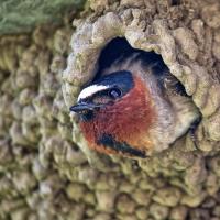 A Cliff Swallow peeking out of its mud nest