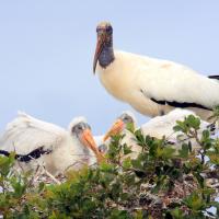 Wood Stork in nest with young