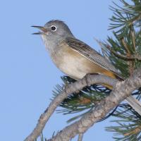 Colima Warbler in Chisos Mts