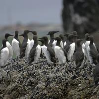 Common Murres