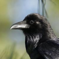 Common Raven viewing her world