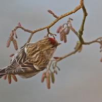 A small bird with brown and gold patterned wings and back, with a vivid red patch on its head, clings to a slender branch.