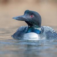 Common Loon