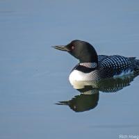 Common Loon