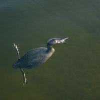 A Common Loon, with just its head breaking the surface of the water as its long legs propel its body underwater