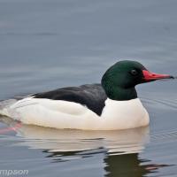 Common Merganser