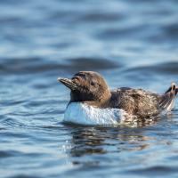 Common Murre swimming