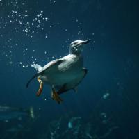 Common Murre swimming underwater