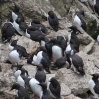 Common Murres