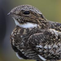 Common Nighthawk