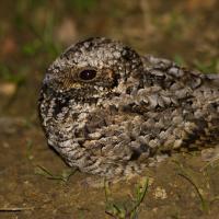 Common Poorwill, male