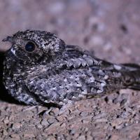 Common Poorwill, male