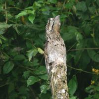 Common Potoo blends into snag