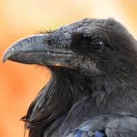 A Common Raven in profile against a diffuse orange background. 