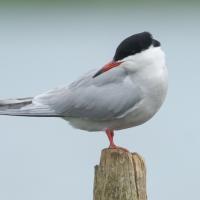 Common Tern