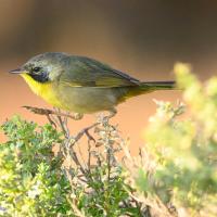 A small songbird with bright yellow throat and black cheek steps across the top of a flowering plant