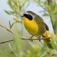 Common Yellowthroat