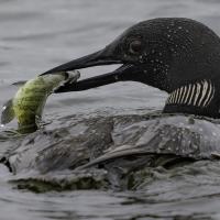 Common Loon with fish in beak