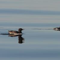 Common Murre, breeding adult left, immature right