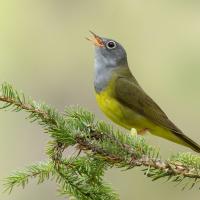 Connecticut Warbler