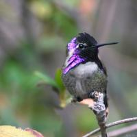 Costa's Hummingbird