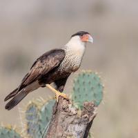 Crested Caracara